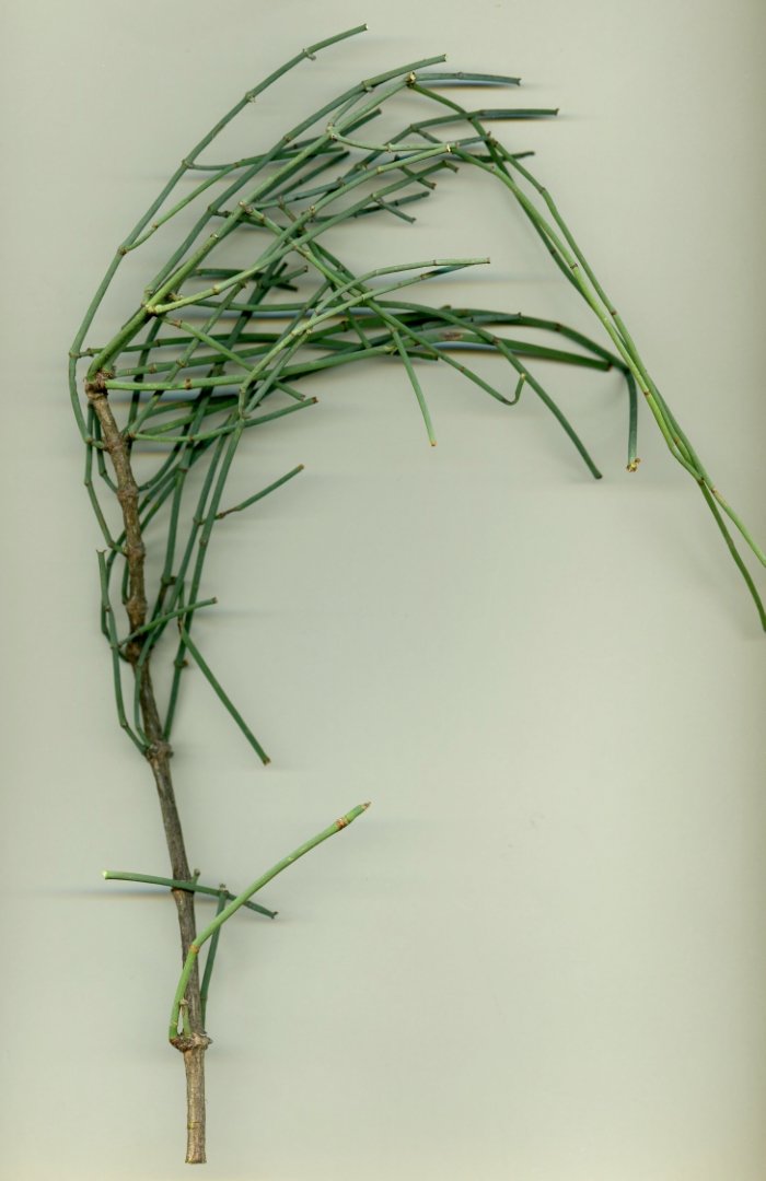 Ephedraceae2.jpg