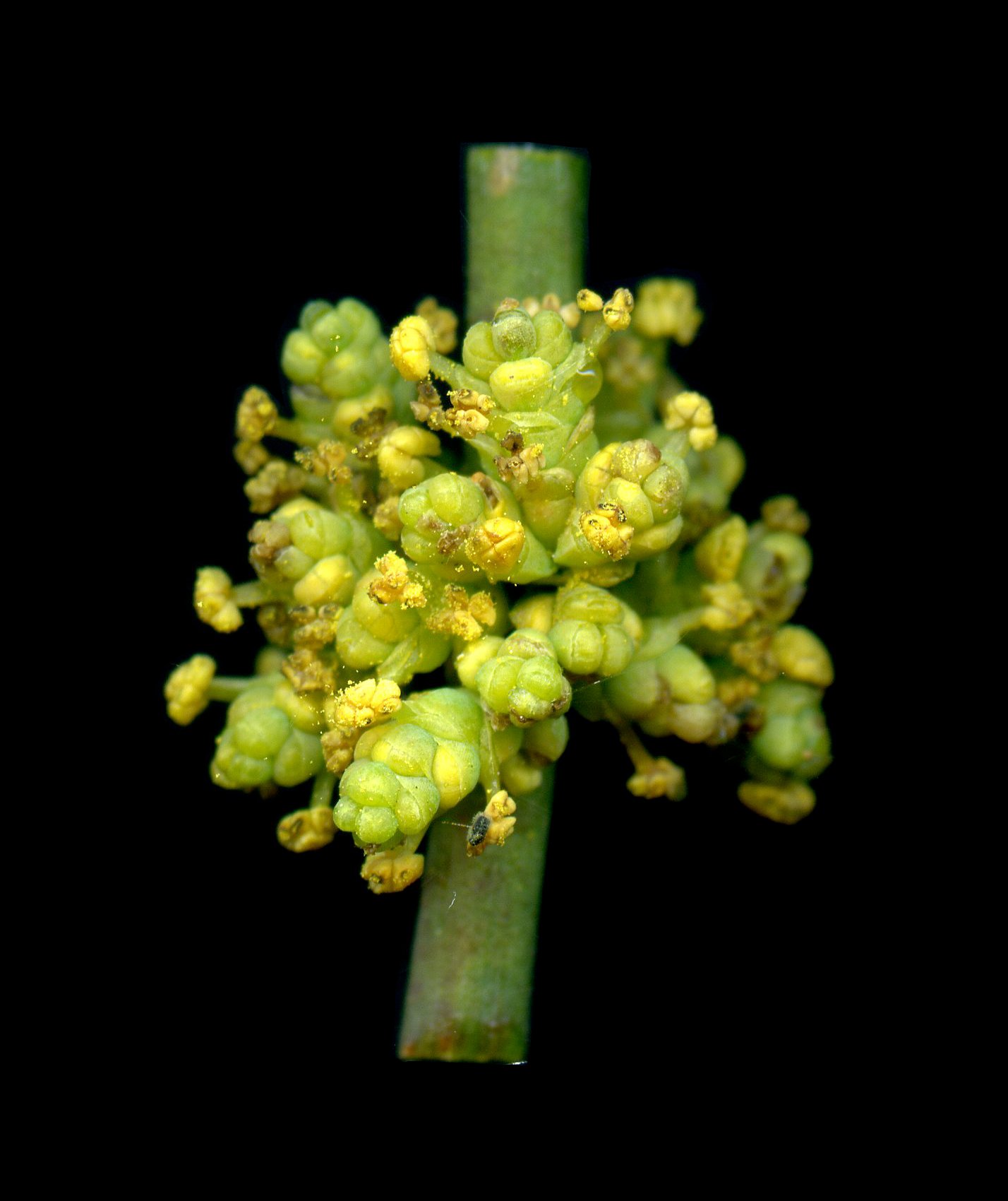 Ephedraceae4.jpg