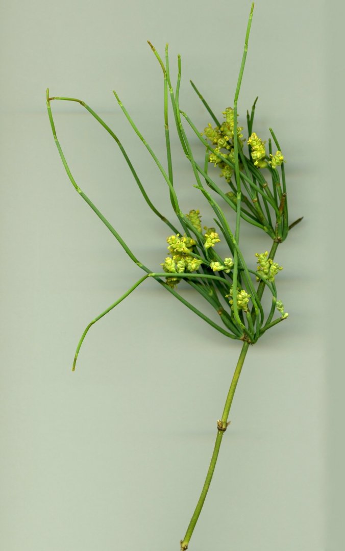 Ephedraceae6.jpg