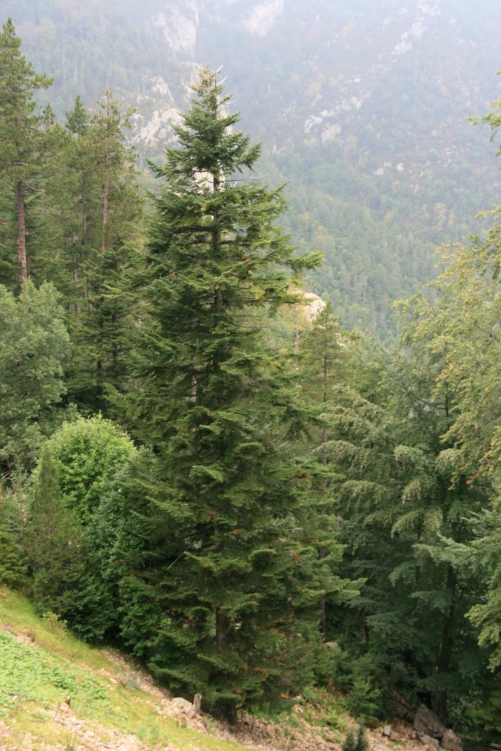 pinaceae1.jpg