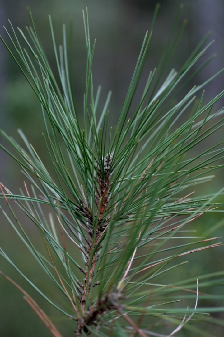 pinaceae4.jpg