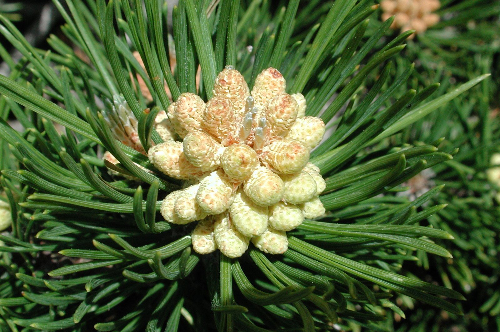 pinaceae5.jpg