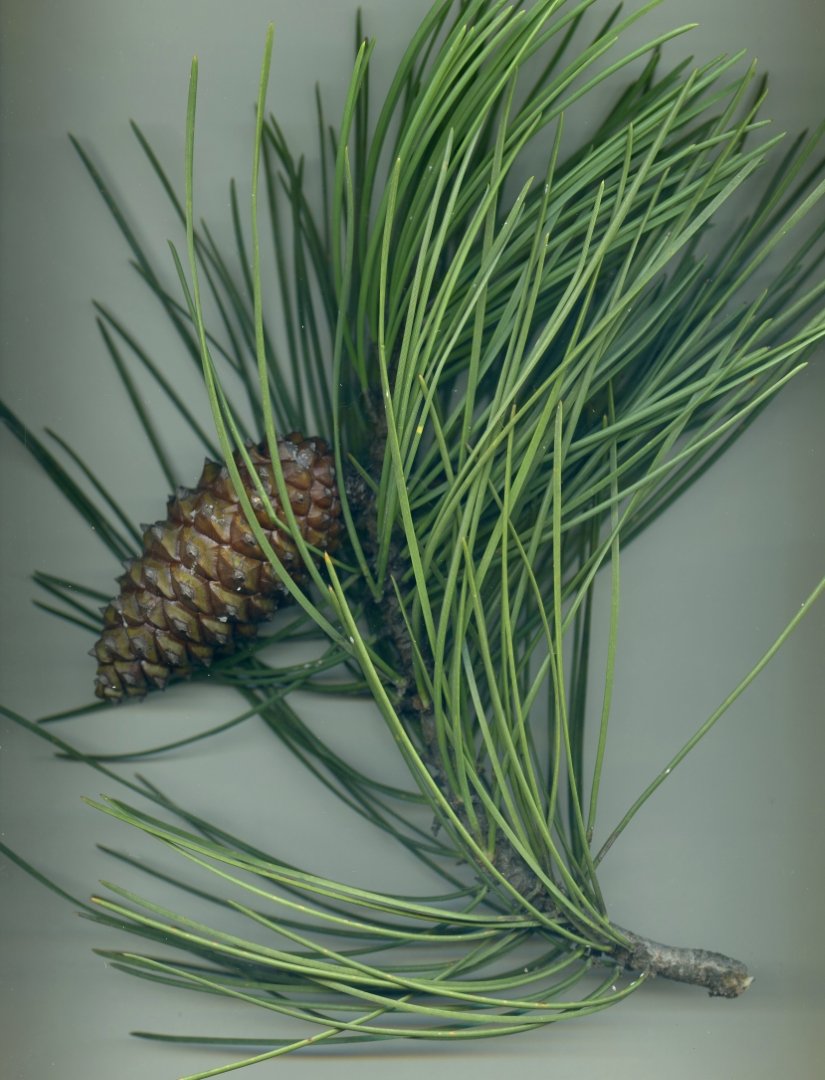 pinaceae6.jpg